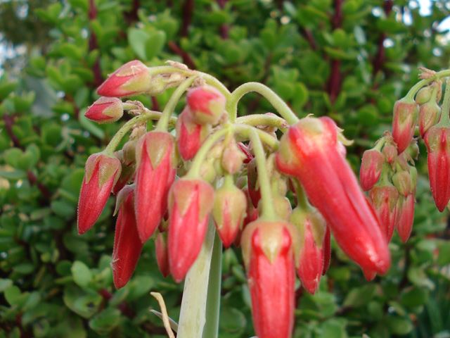Cotyledon barbeyi  nectar plant jpg